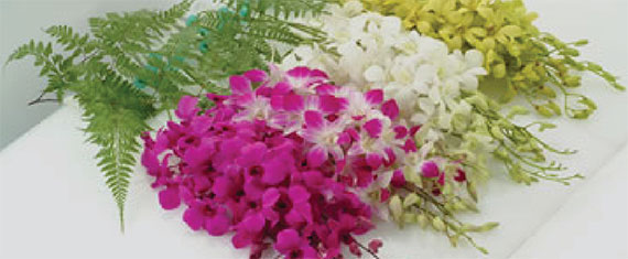 Notification of the final delivery of orchids to Japan this year