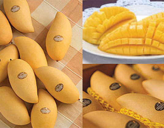 Announcement: Fresh Yellow Mango Sales Schedule(update)